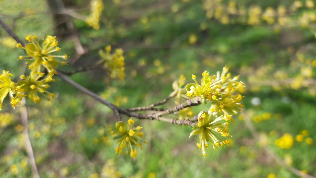 CLOSE-UP OF YELLOW FLOWERING PLANT AGAINST TREE