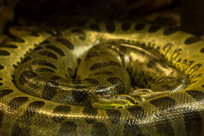 Close-up of snake