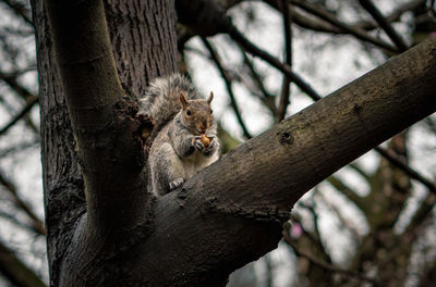 Squirrel on tree trunk