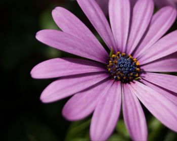 Close-up of osteospermum blooming outdoors