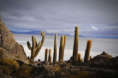 Cactus plants on desert against sky