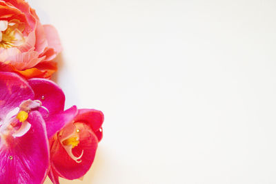 Close-up of fresh flowers against white background