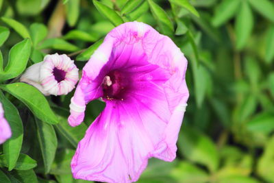 Close-up of pink flowering plant