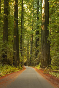 Empty road along trees in forest