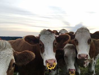 Portrait of cows standing on field against sky