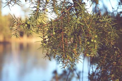 Close up of juniper branch