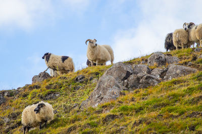 Sheep on field