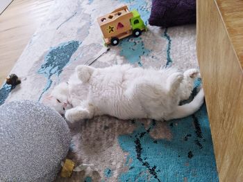 White cat laying feet up