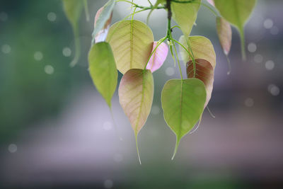 Close-up of purple flowering plant leaves