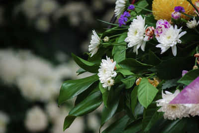 Close-up of white flowering plant