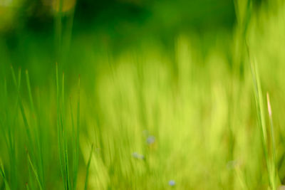 Full frame shot of grass on field