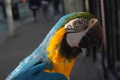 A colourful parrot in a grey city