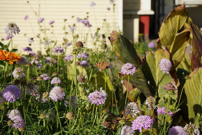 Close-up of purple flowering plants