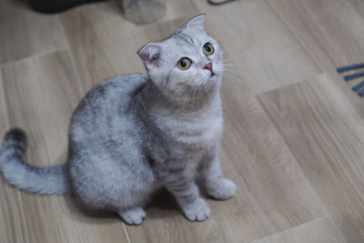 High angle view of cat looking away