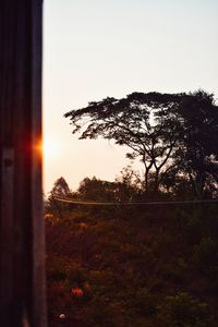 Trees on field against sky during sunset