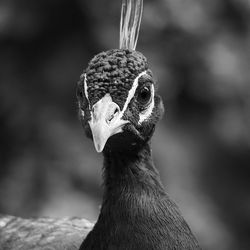 Close-up portrait of a bird