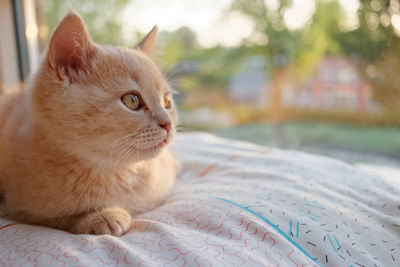 A cute fluffy ginger kitten rests on the windowsill and looks into the distance