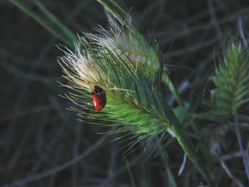 Close-up of ladybug on plant