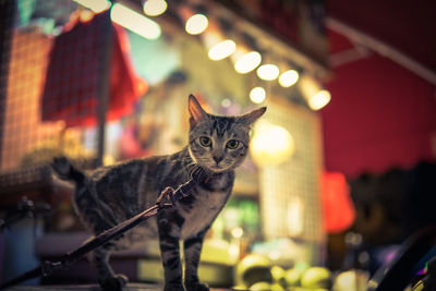 Portrait of cat by illuminated lighting equipment at night