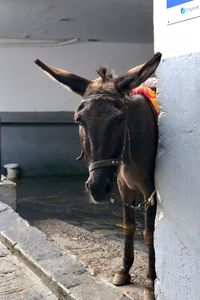 Portrait of horse standing outdoors