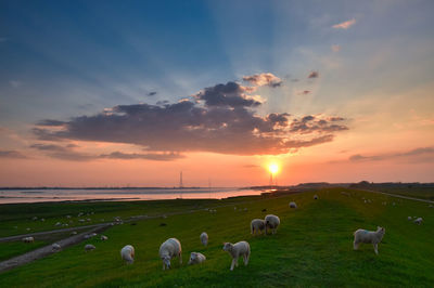 High angle view of sheep grazing in field