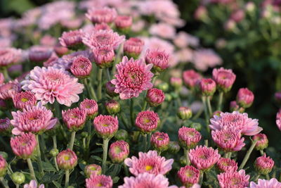 Close-up of pink flowering plants