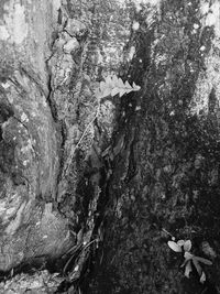 View of trees on rock