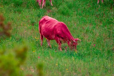 Red cow on field 