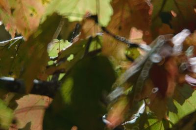 Close-up of fresh green leaves