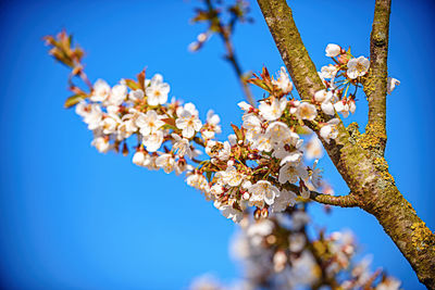 Low angle view of cherry blossoms in spring