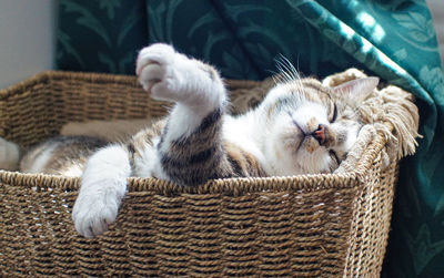 Cat sleeping in basket