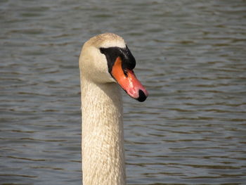 Close-up of swan swimming in lake