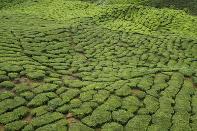 The patterns of tea plantations at cameron highlands