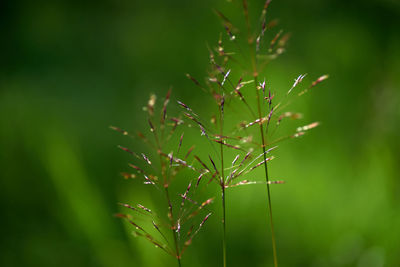 Close-up of fresh green plant