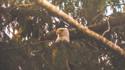 Bird perching on branch