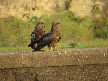 Close-up of falcons on fence