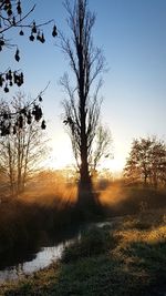 Trees on field against clear sky during sunset