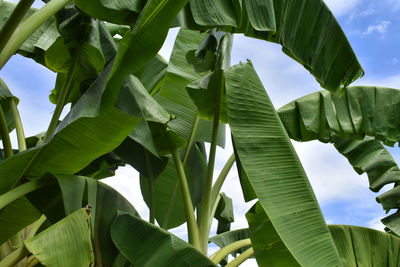 Low angle view of fresh green leaves against sky