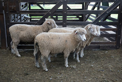 Side view of sheep standing on field at farm