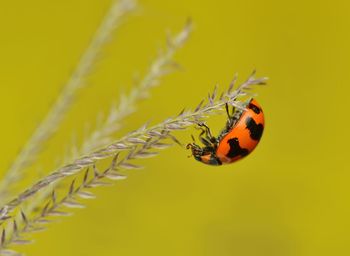 Close-up of ladybug on yellow leaf