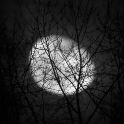 Low angle view of bare trees against sky at night