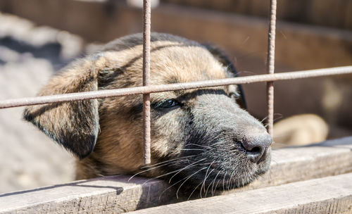 Close-up of dog