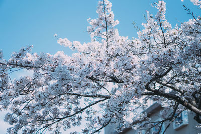 Low angle view of cherry blossom tree