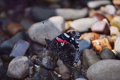 Close-up of butterfly on rock