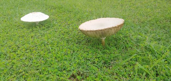 High angle view of mushroom growing on field