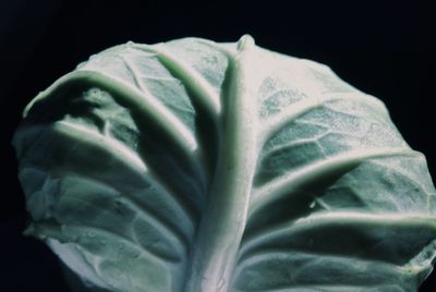 Close-up of leaf against black background