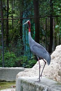 Side view of a bird in the forest