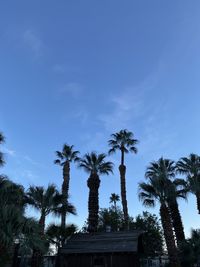 Low angle view of palm trees and building against sky