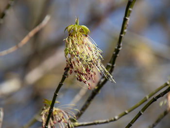 Close-up of insect on flower