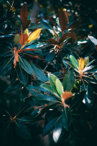 plant